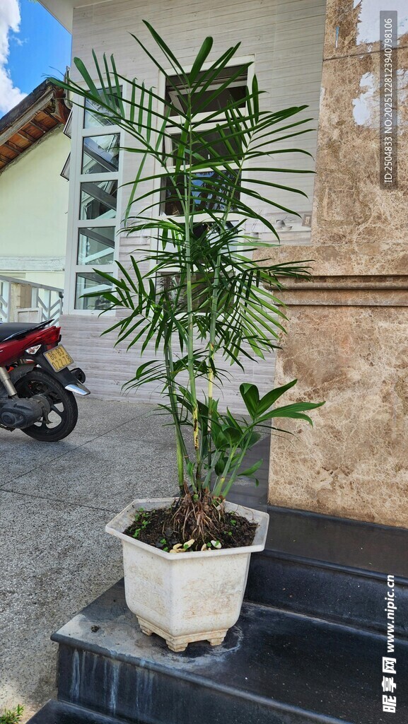 台阶上的盆栽绿植