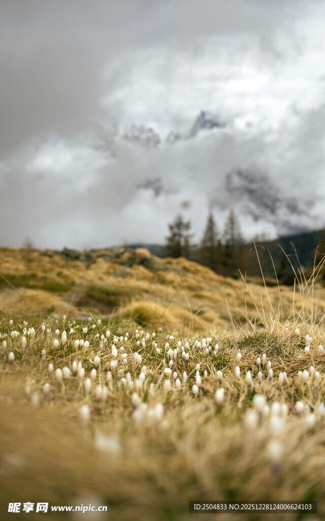 山坡上绽放的白色野花