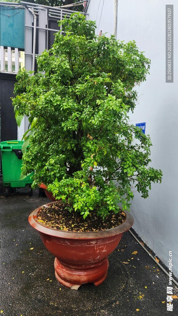 盆栽绿植置于古朴花盆中