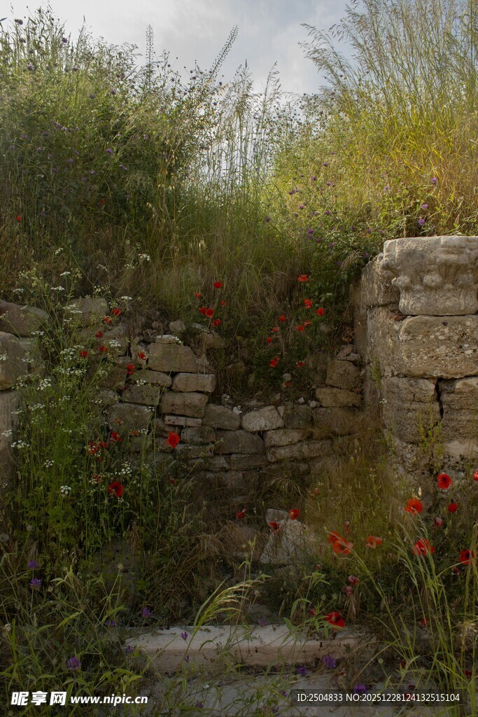 石砌小径旁的花草景致