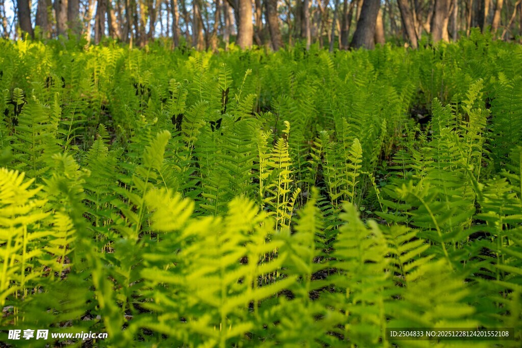 茂密蕨类植物的森林景致