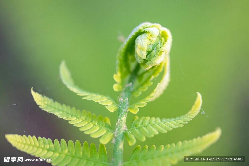 嫩绿蕨类植物的新生姿态