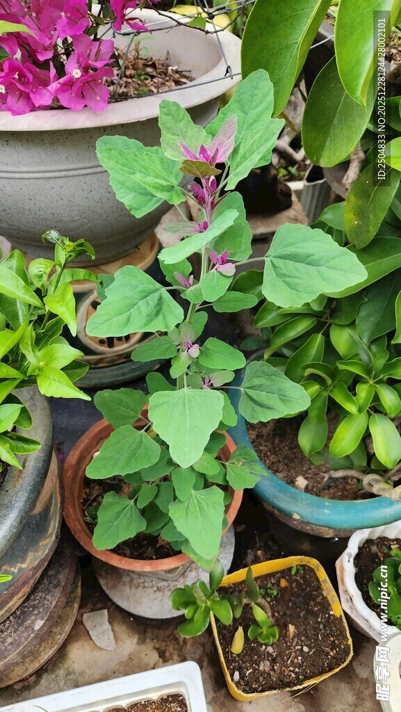 多彩盆栽 装点室内小天地