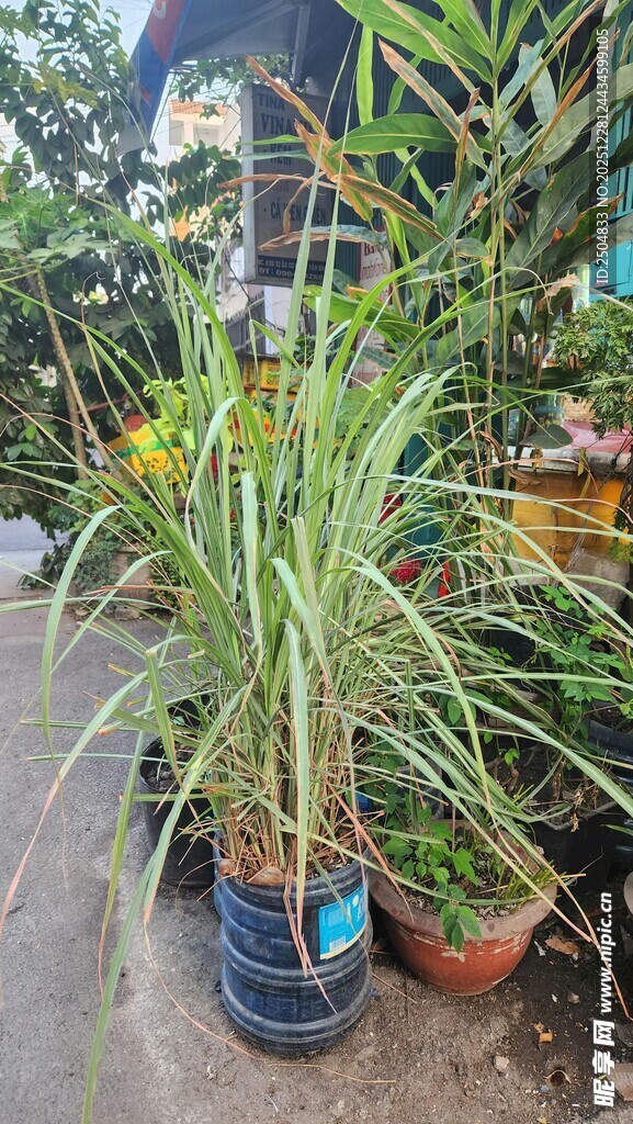 盆栽绿植 清新自然景象