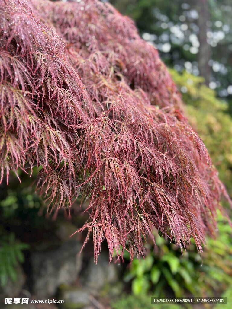 深红枫叶树 尽显自然之美