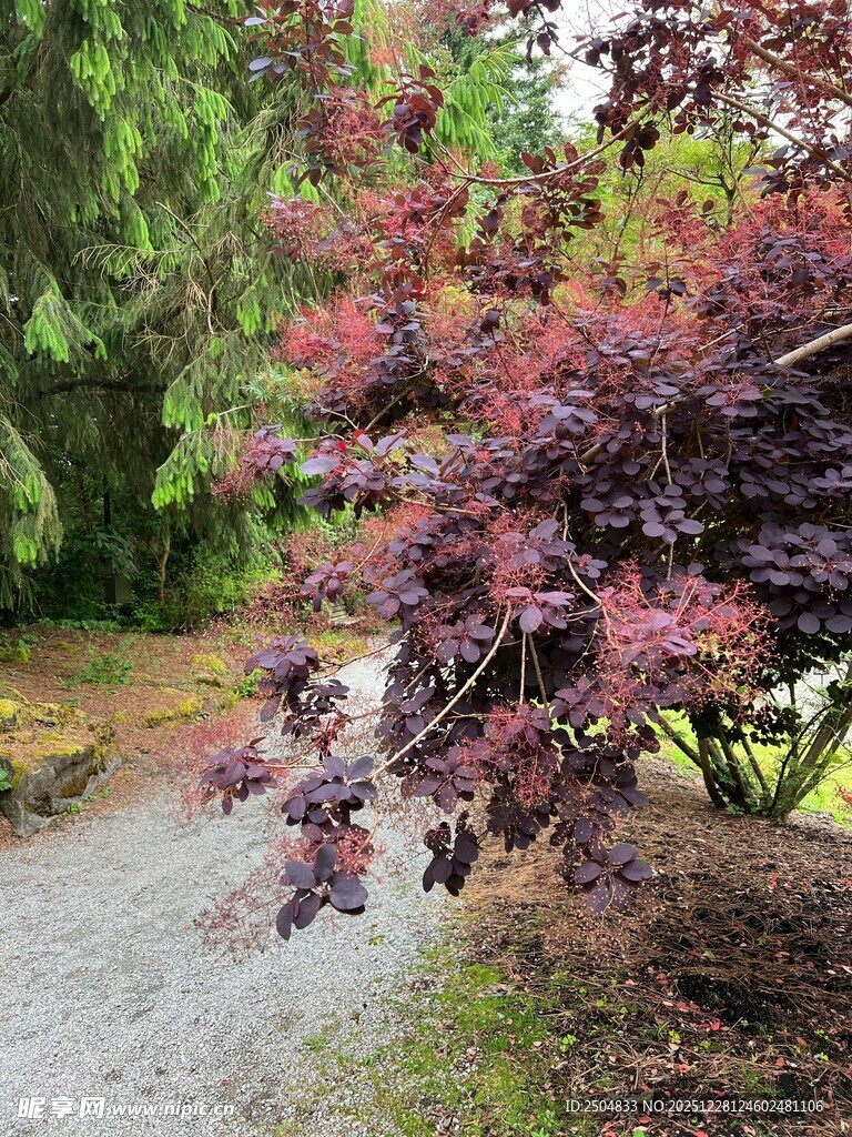 小径旁的多彩灌木景观