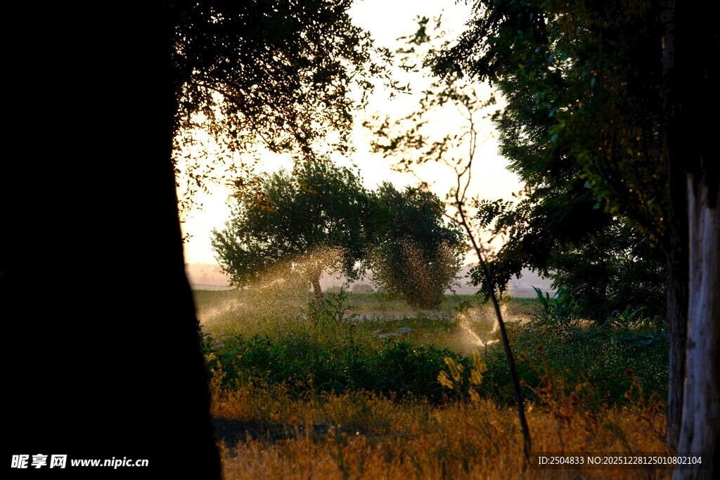 黄昏下林间的朦胧景象