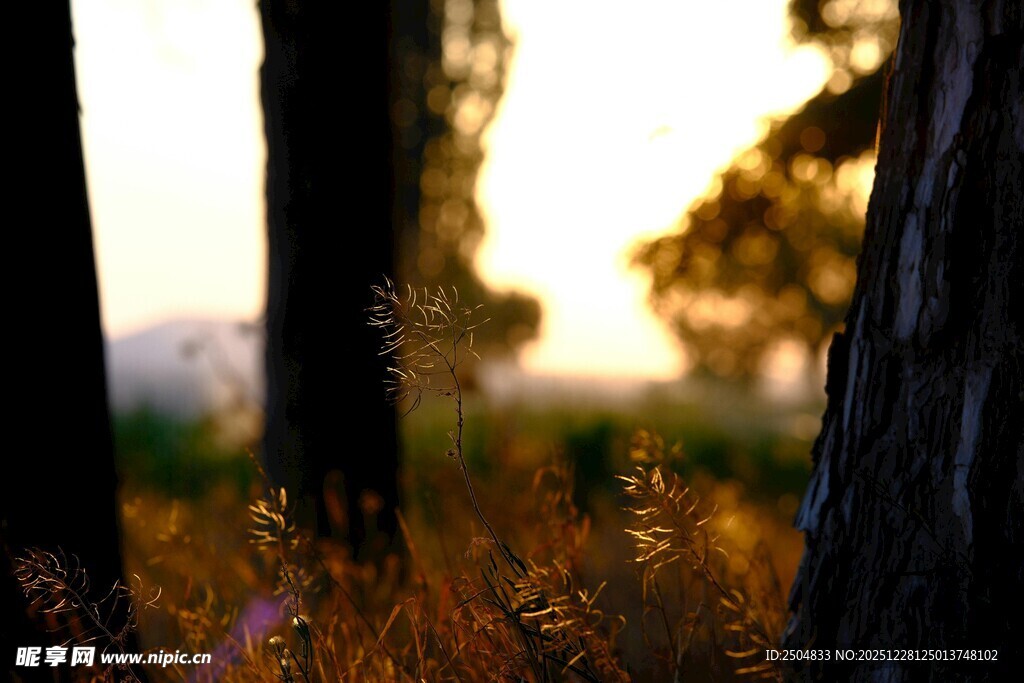 黄昏下的树林与野草