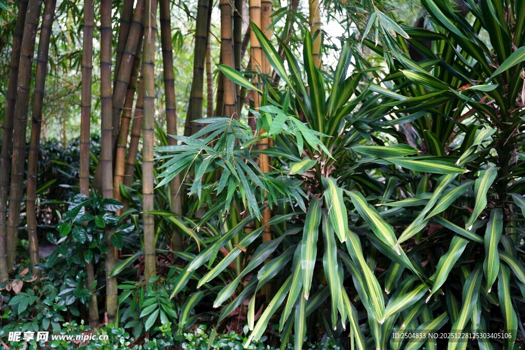 茂密丛林中的多样绿植