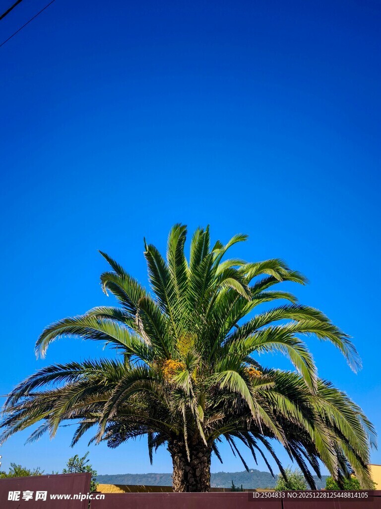 蓝天之下的挺拔棕榈树