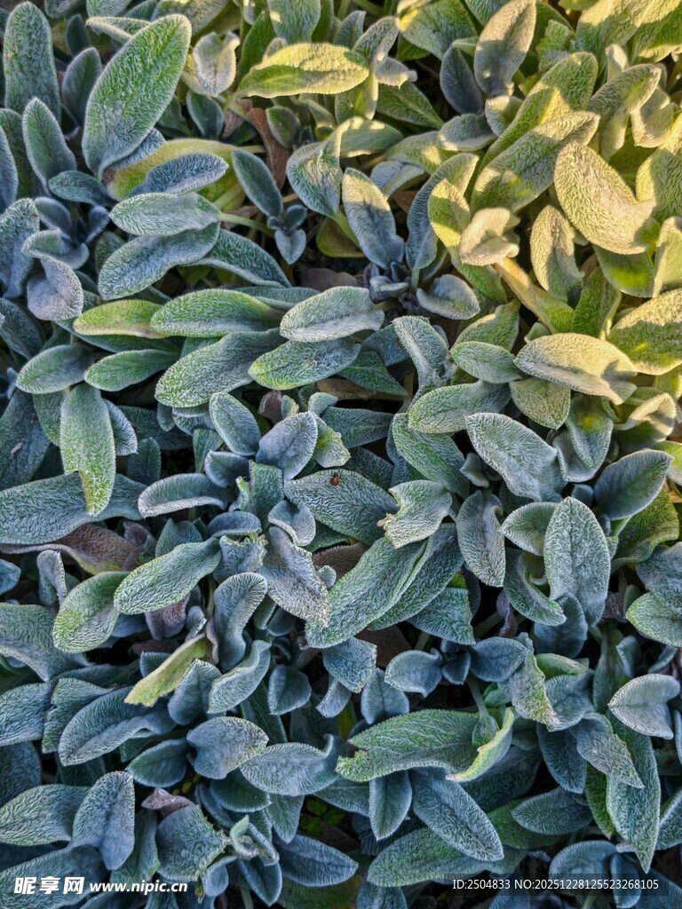 密集蓝绿叶片特写