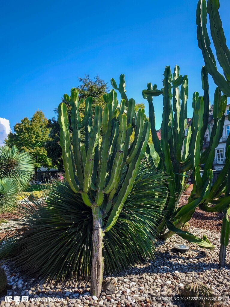 户外仙人掌植物景观