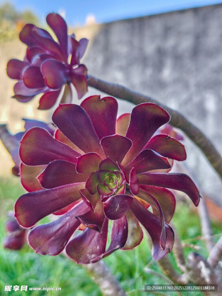 深紫色菊花特写