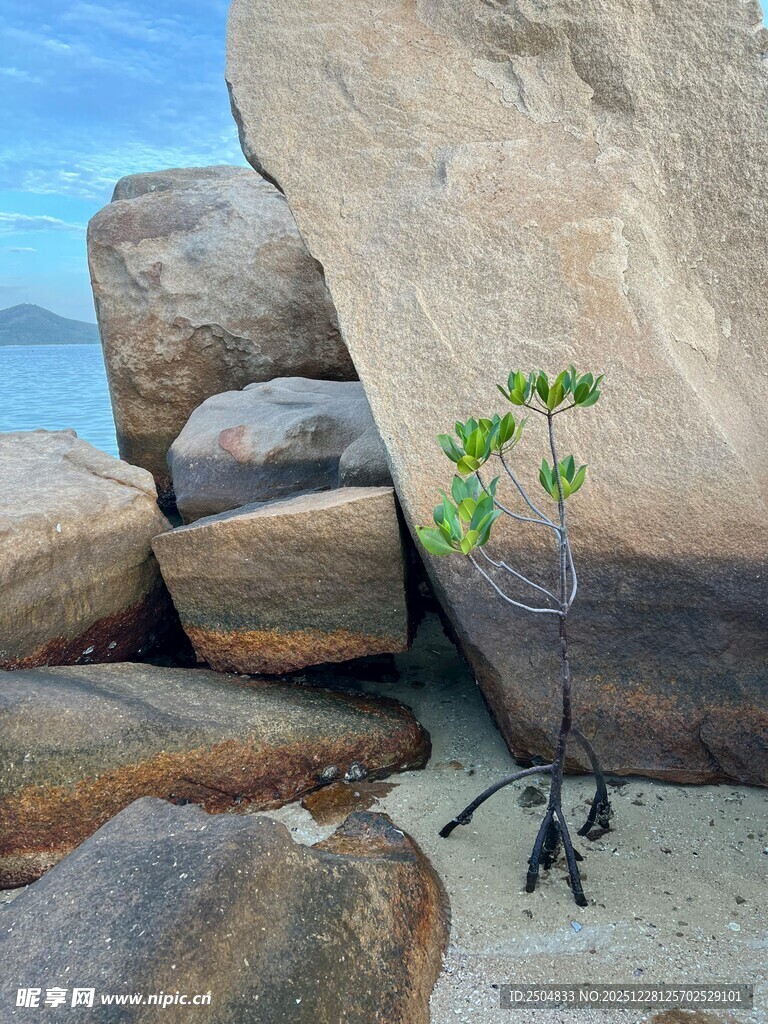 石缝中顽强生长的小绿植