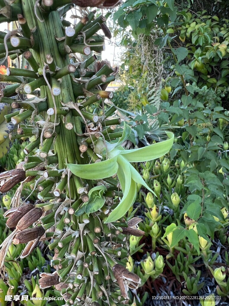 绿色五角星状植物特写