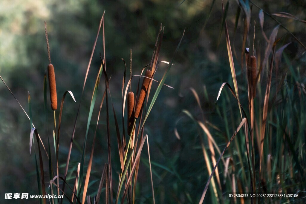 夕阳下的芦苇丛