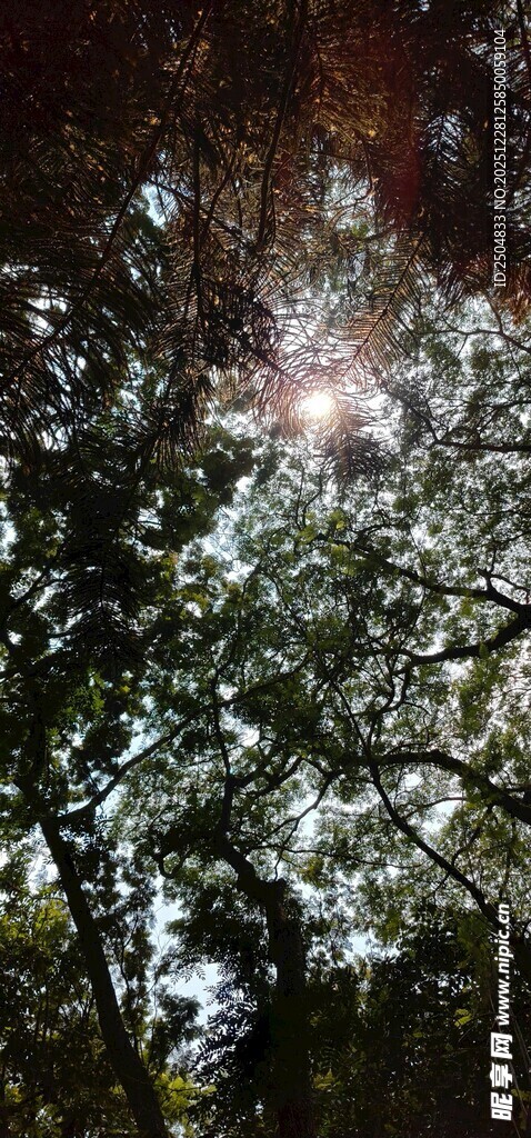 阳光透过枝叶的斑驳景象