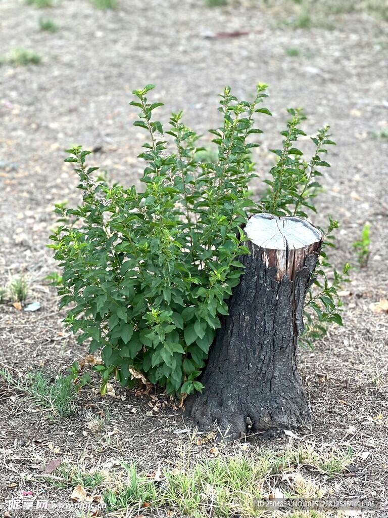 树桩旁新生的绿色植物