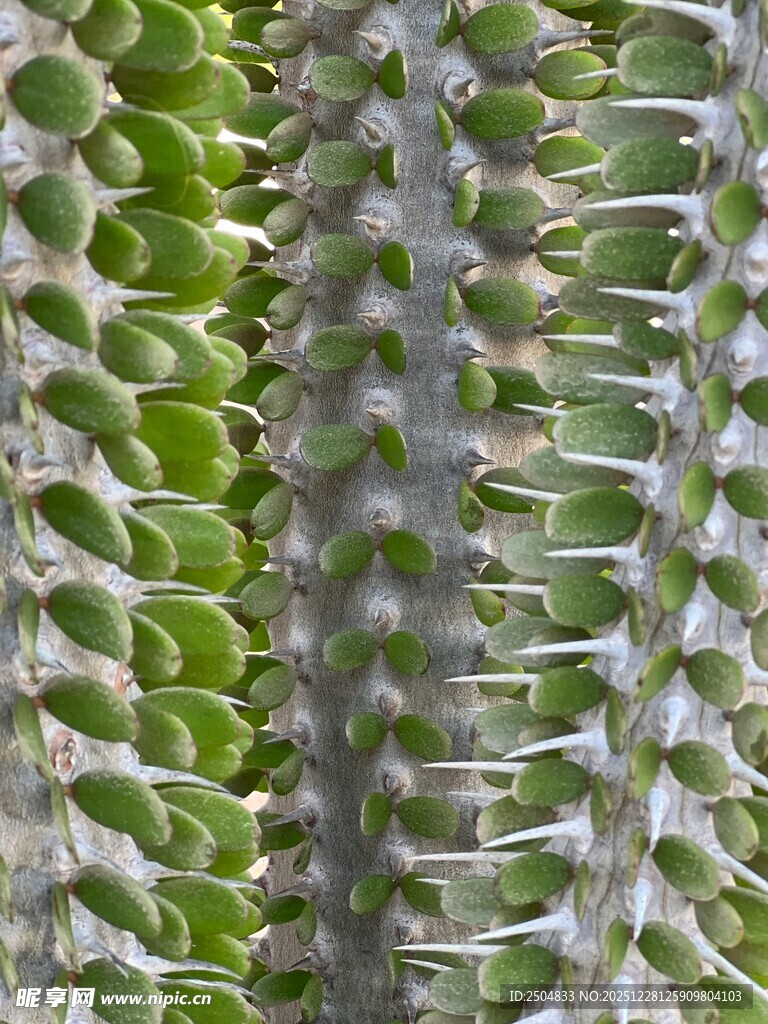 带刺的仙人掌细节特写