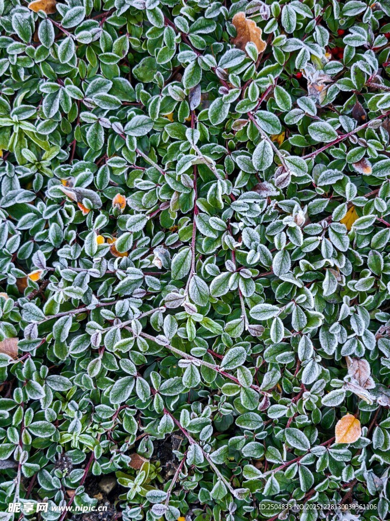 绿叶间点缀的橙色果实