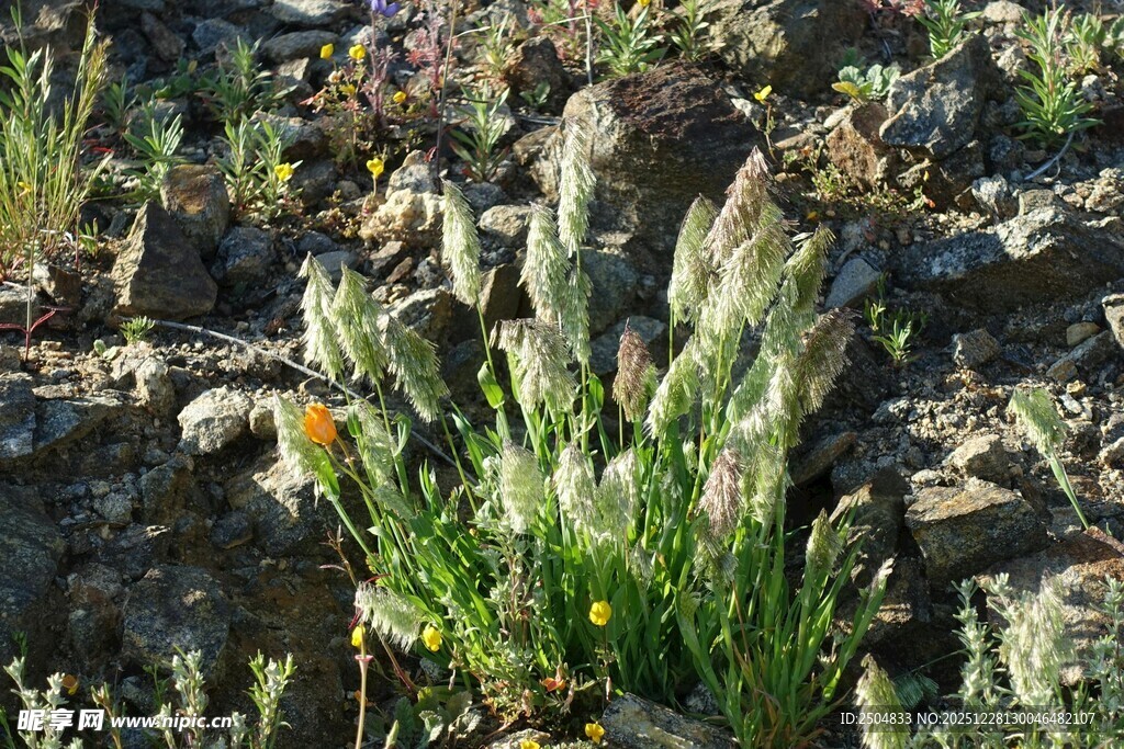 野外丛生的绿色植物