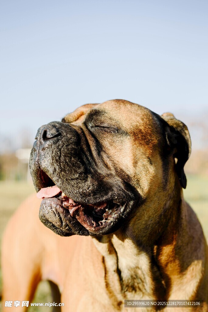 阳光下的开心大狗