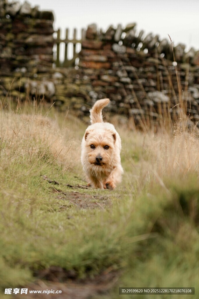 草地奔跑的可爱小狗