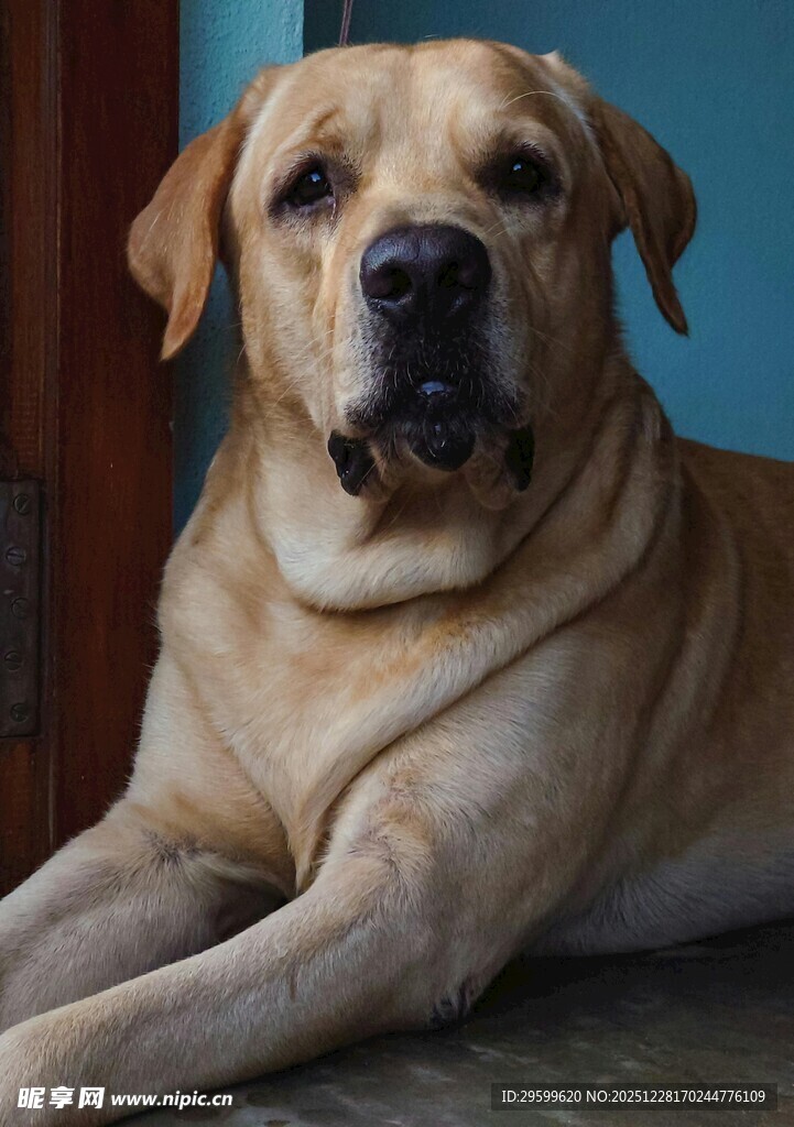 趴卧的拉布拉多犬