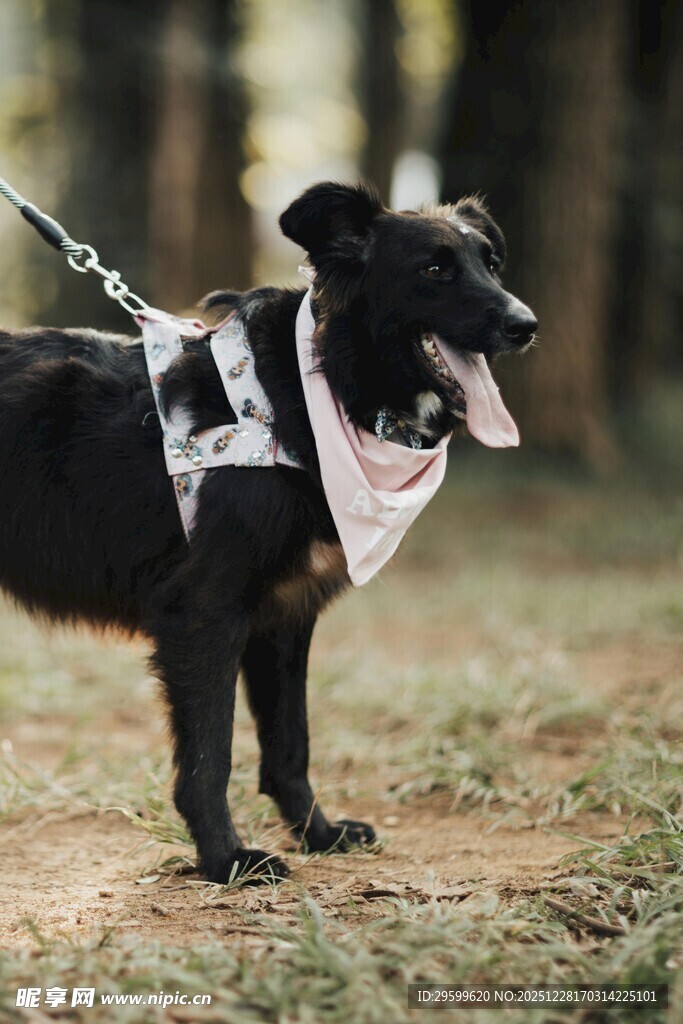 户外戴巾牵引的帅气黑狗
