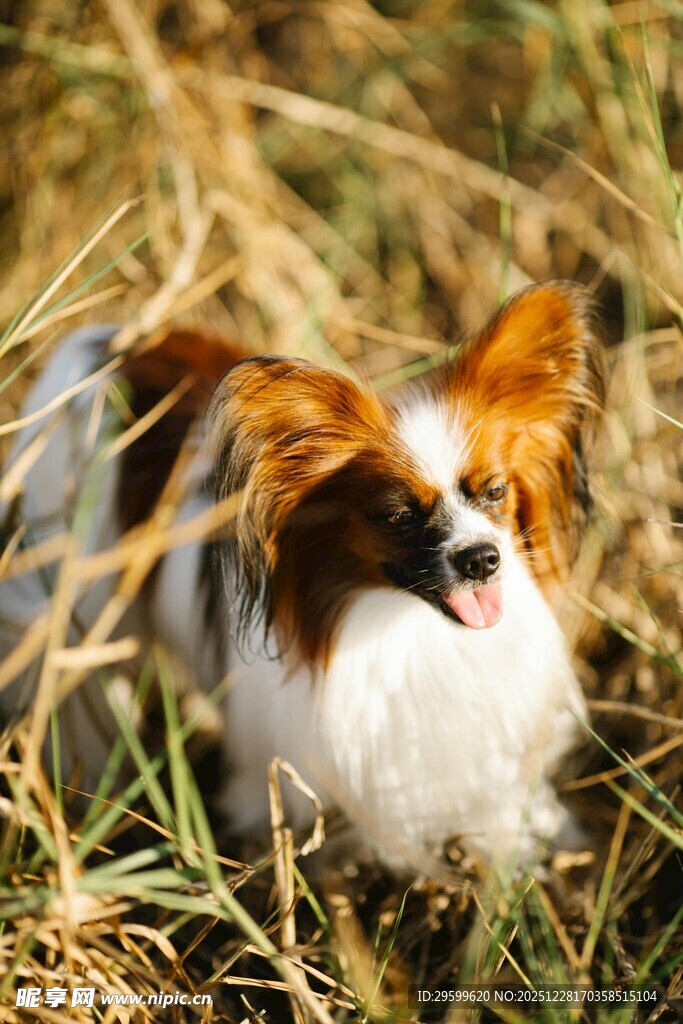 草地上的可爱蝴蝶犬