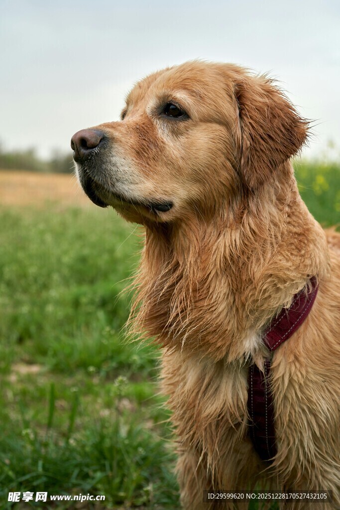 田野中的金毛犬