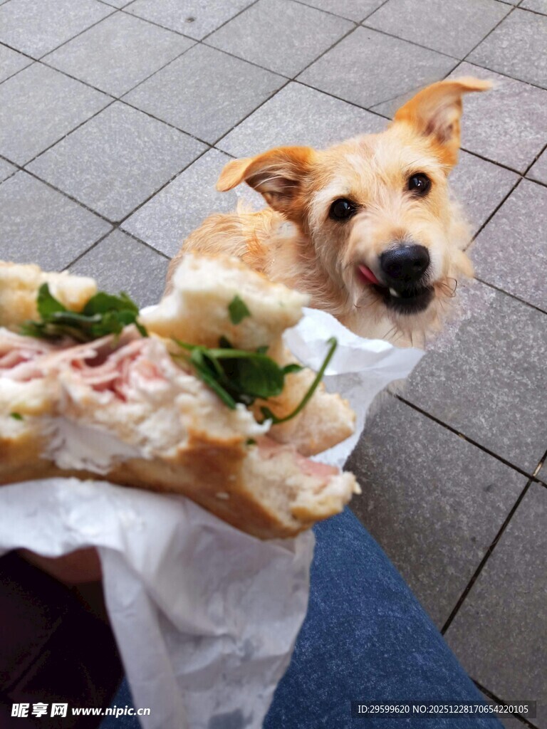 小狗好奇望向手中食物