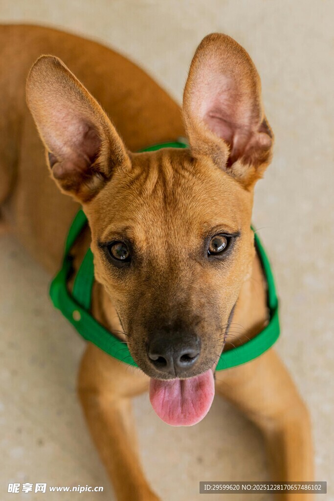 戴绿项圈吐舌的可爱小狗