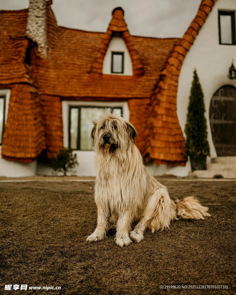 庭院中的长毛犬
