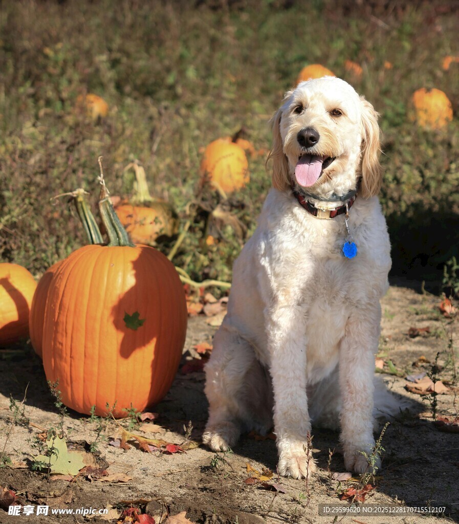秋日田野的可爱金毛犬
