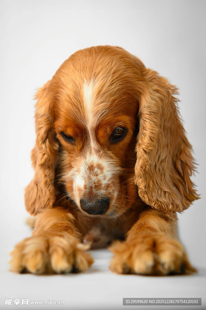 趴着的可爱小猎犬