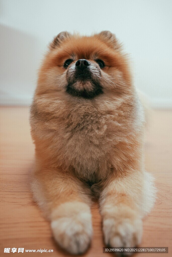 可爱博美犬趴木地板上