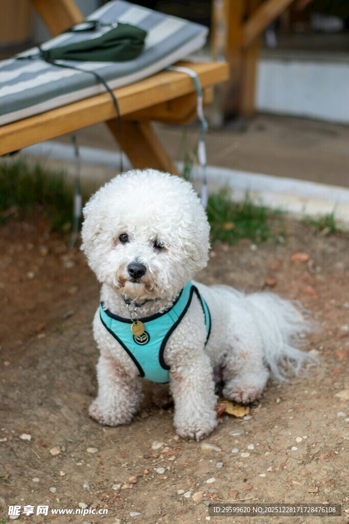 穿背心的可爱小白狗