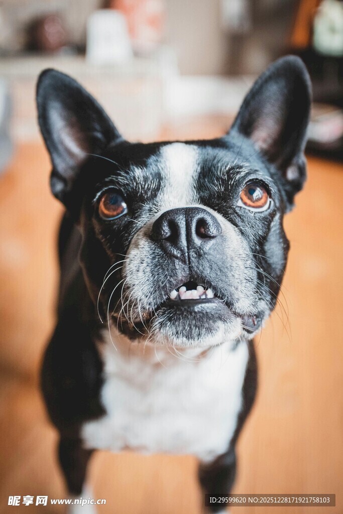 可爱法斗抬头凝视