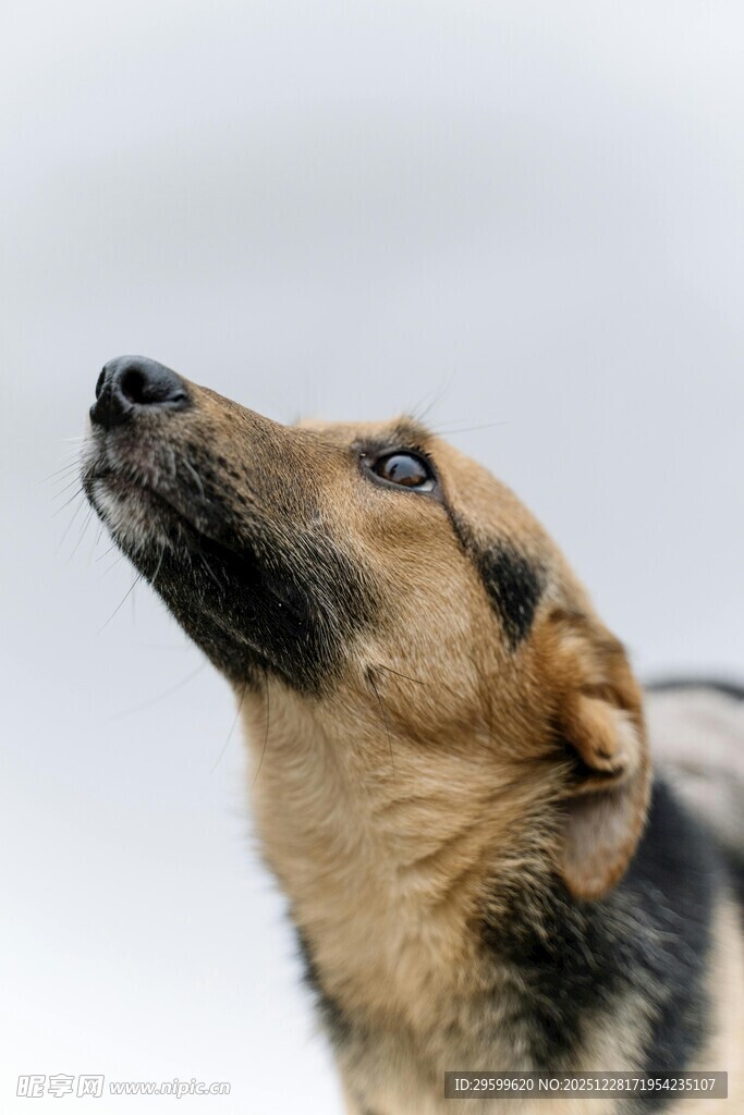 仰头的德国牧羊犬