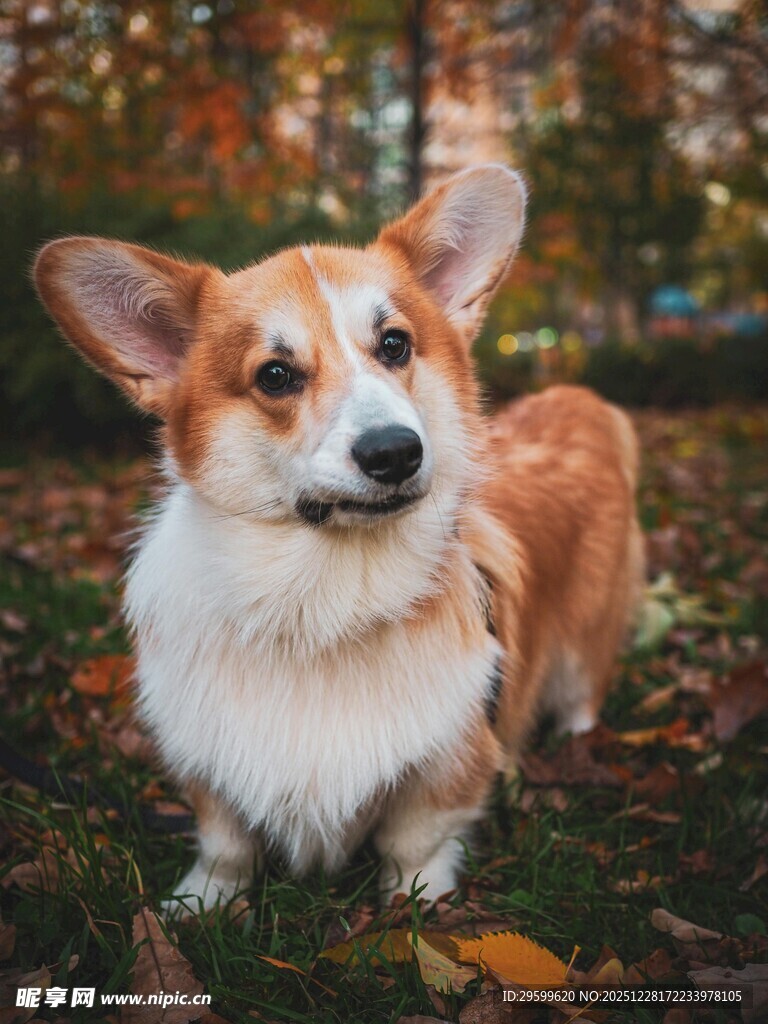 秋日草地的可爱柯基犬