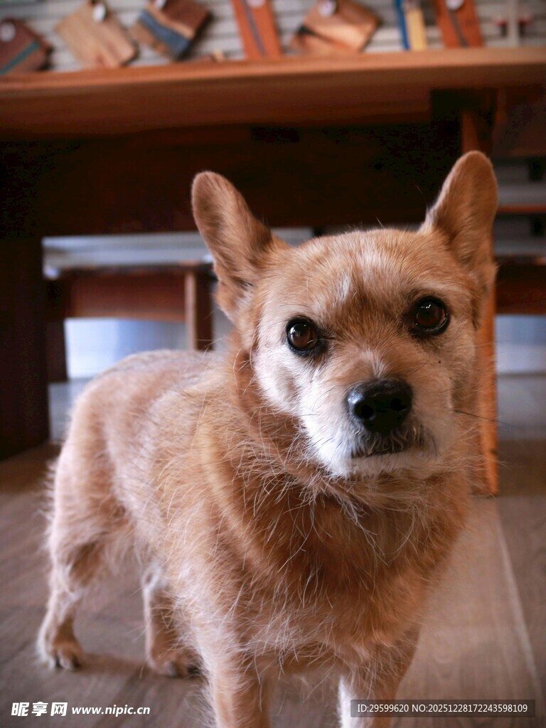 可爱棕色小狗室内站立
