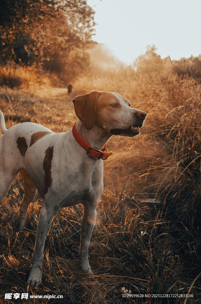 夕阳下的斑点狗