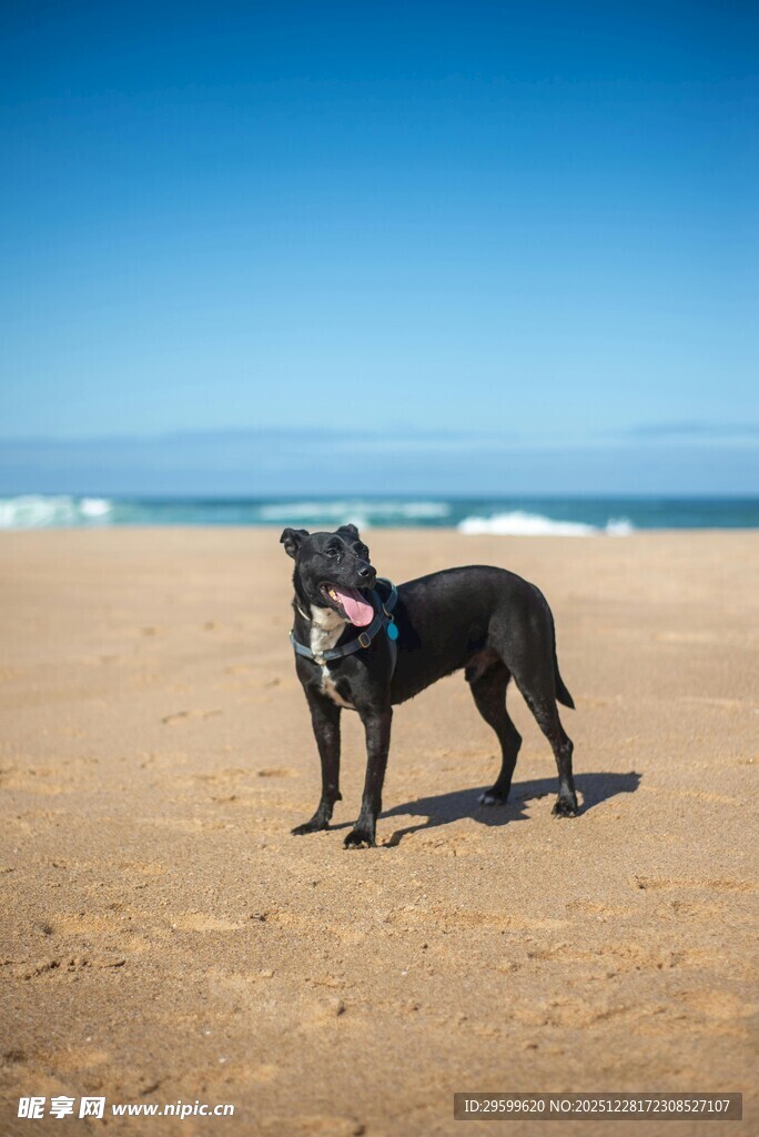 沙滩上的帅气狗狗