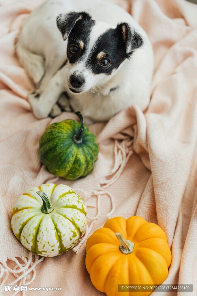 小狗与多彩南瓜温馨画面