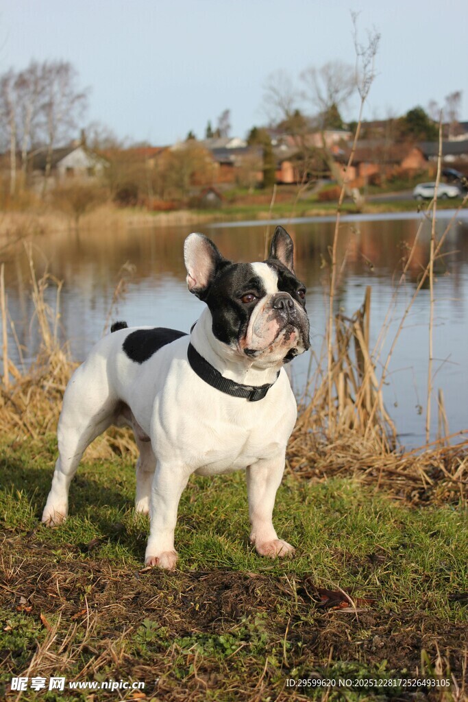 湖畔边的法国斗牛犬