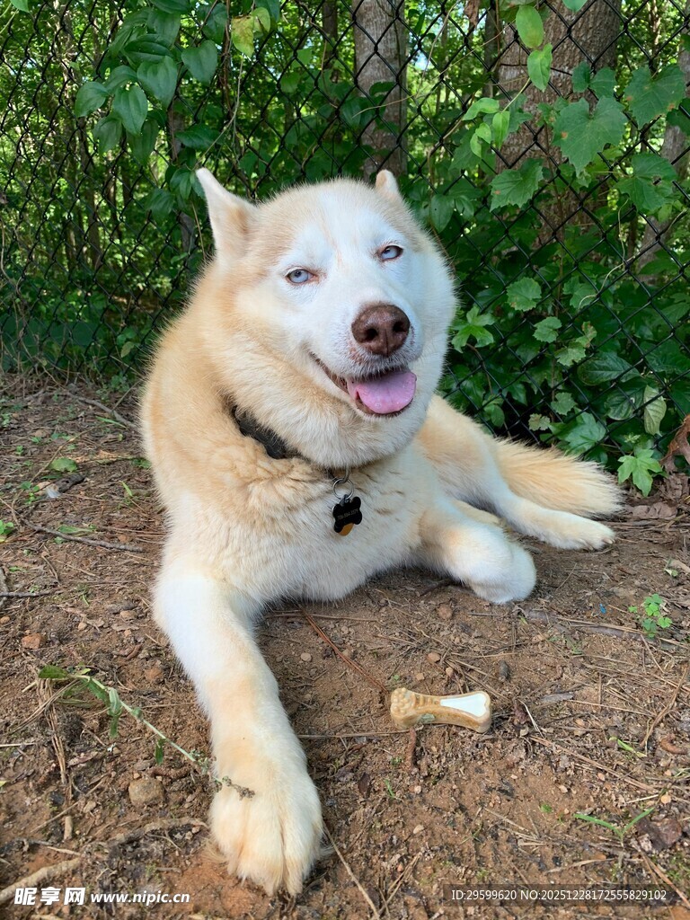 阳光下惬意的哈士奇