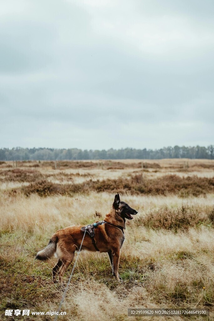 旷野中站立的帅气狗狗