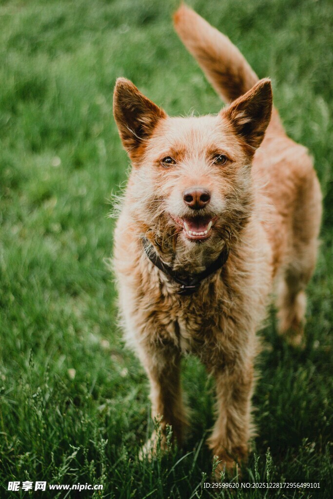 草地上的快乐狗狗