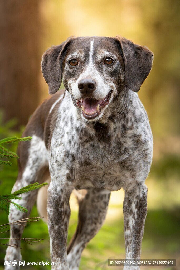 奔跑的斑点猎犬